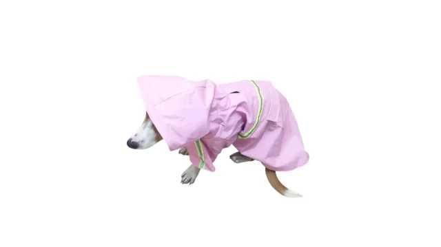 Capa impermeável para cão com capuz