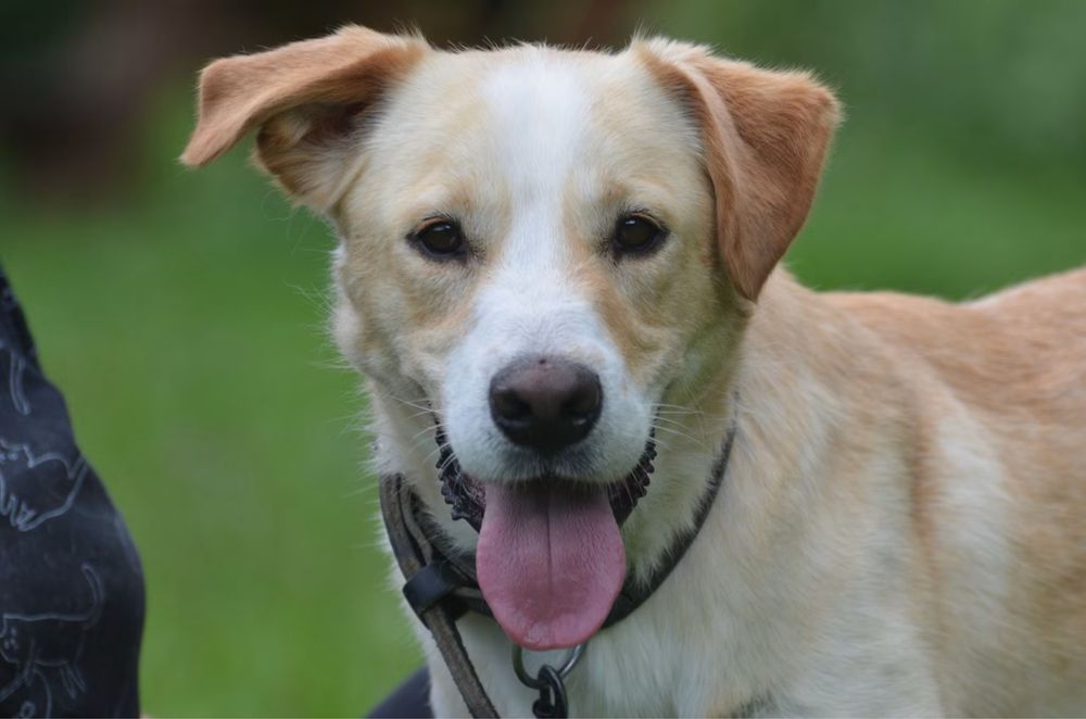 Donald- do adopcji