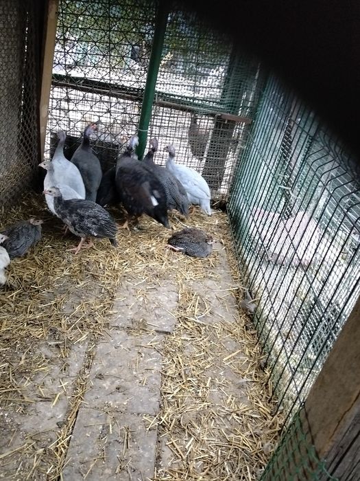 Indyki, gęś, perliczki, likwidacja hodowli