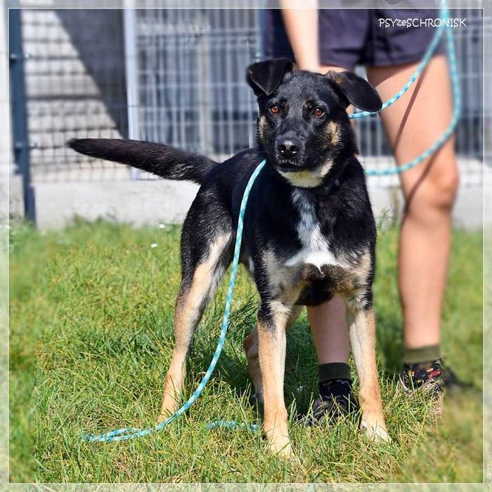 Wspaniały Marco szuka domu