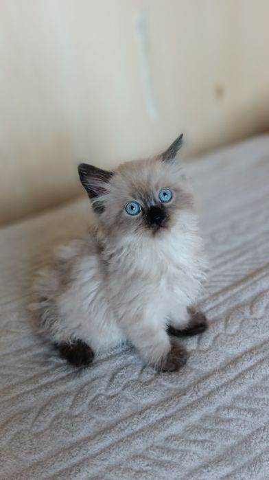 Невстка маскарадна хлопчик 1,5 місяці