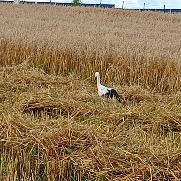 Owies Bingo pierwszy rok po centrali