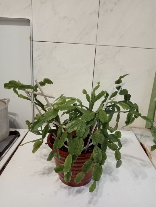 Комнатные растения, ,цена договорная