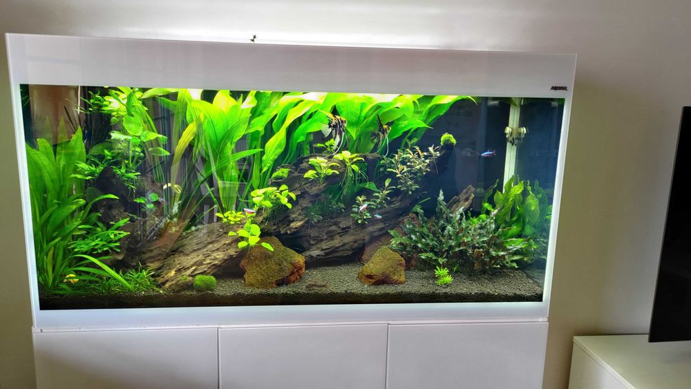 akwarium Aquael Glossy ST 120 + szafka 260 litrów + gratisy