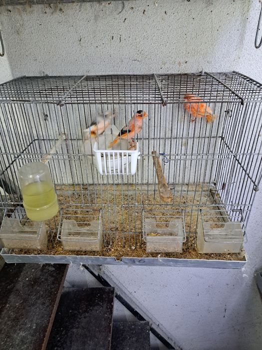 Canários e canarias