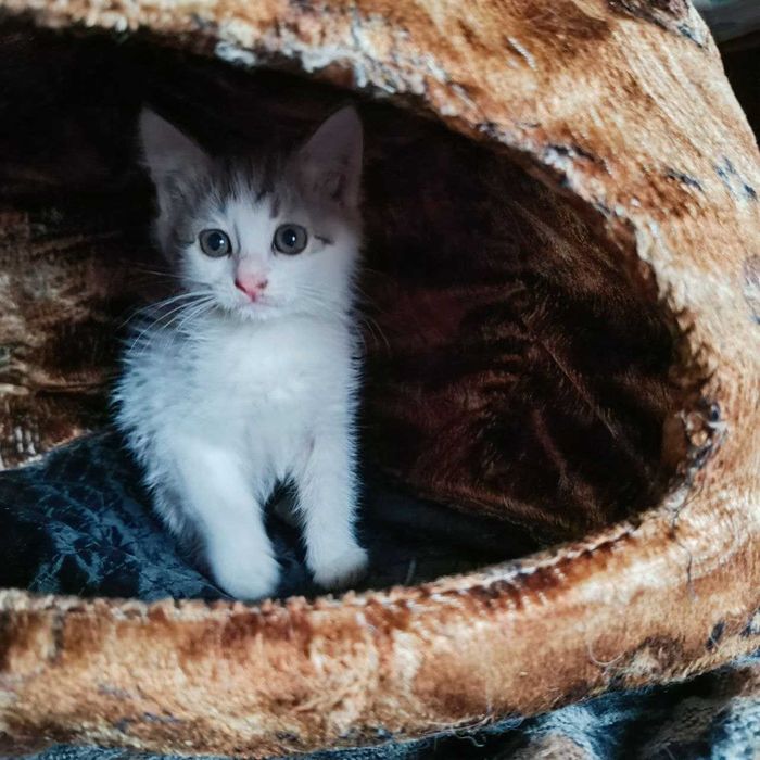 Кошеня / хлопчик / 2 місяці / Прилуки