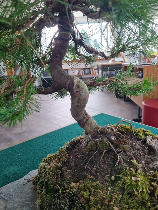 Bonsai Pinus Halepensis