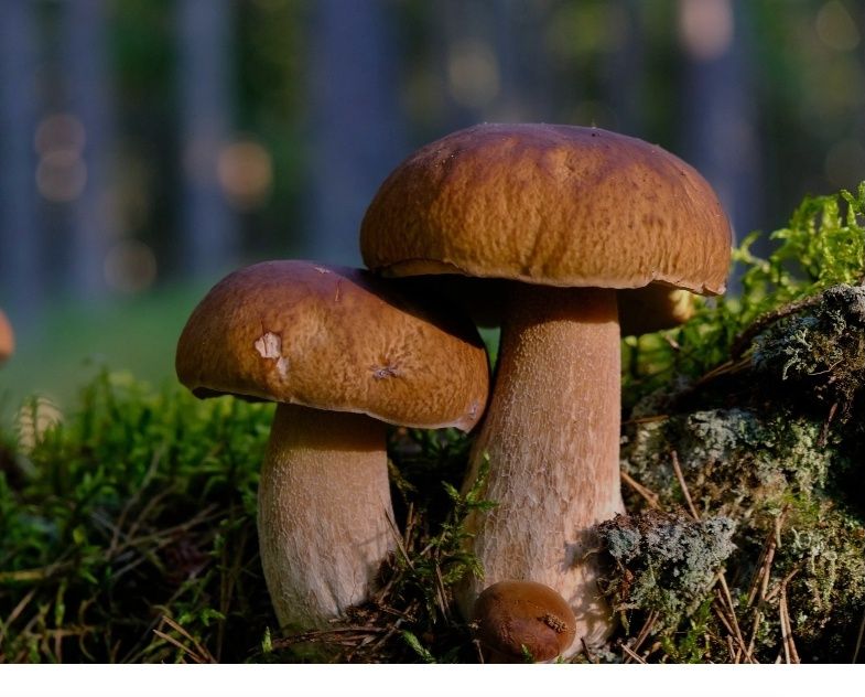 Гриби і консервація, великий вибір