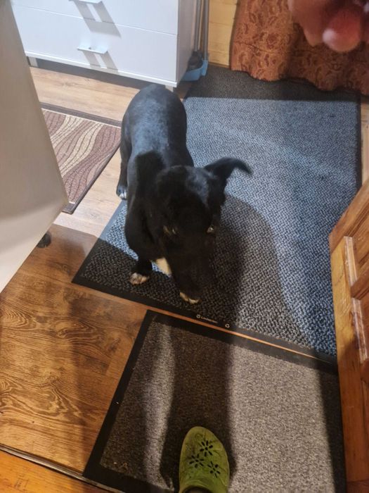 Oddam pieska w dobre ręce  warszawa