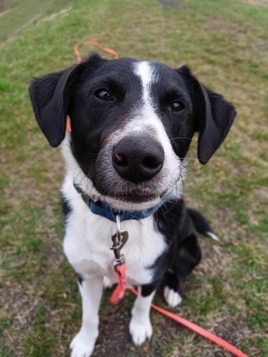Wally do adopcji! Sandomierz