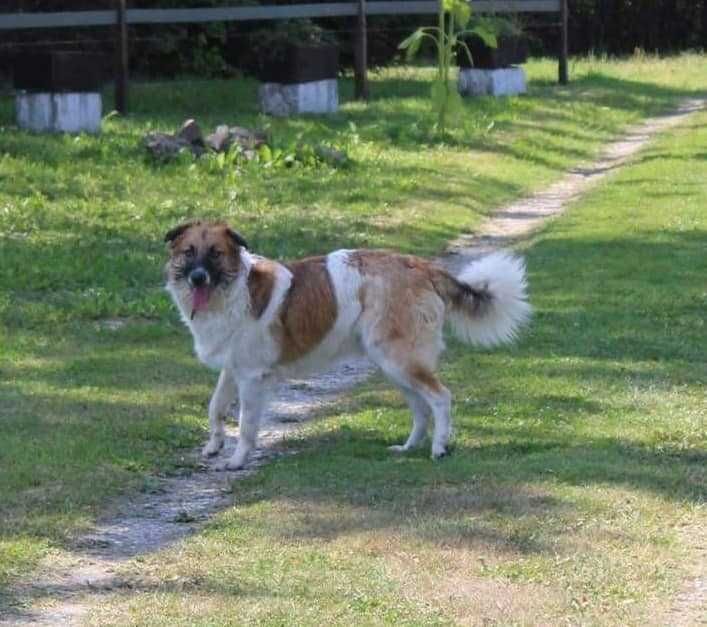 KAPSLOK cudowny, zapomniany DO ADOPCJI