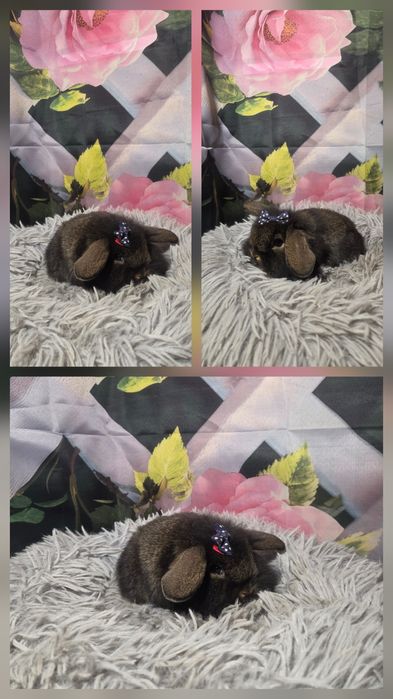 Karzełki Mini Lopki