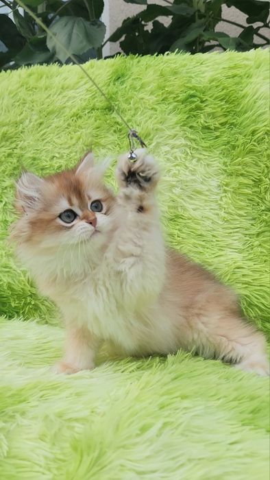 Шотландське кошеня золота шиншила