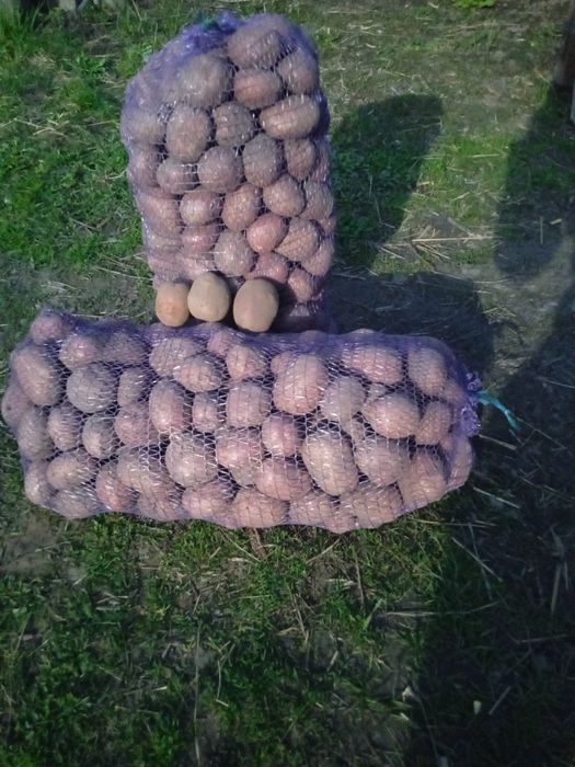 Картопля сорту Бела роса