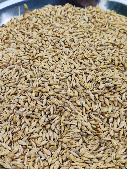 Jęczmień czyszczony dla ptaków domowych 23 kg