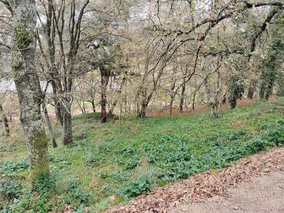 Terreno Agrícola 7.400 m² | Mina de Água | Livração | Arrendamento Rural 800 €/ano