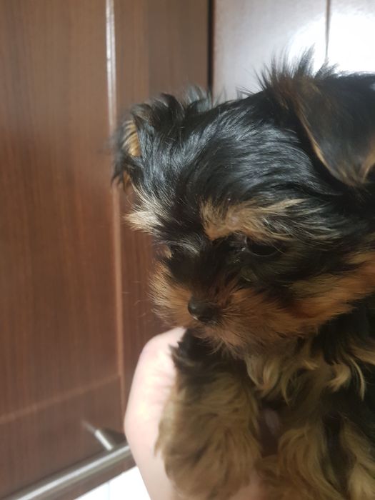 Piesek Yorkshire Terrier miniaturowy