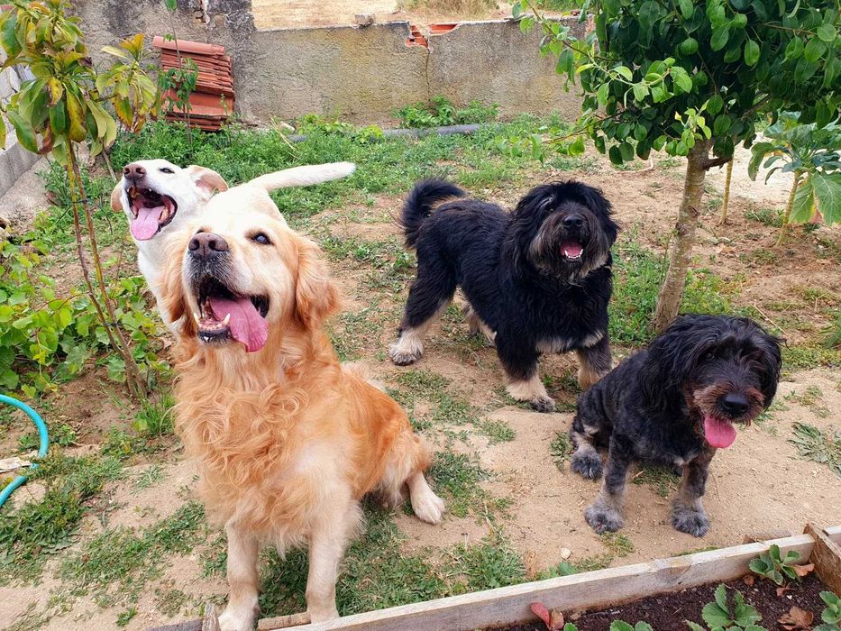 Hotel para cães (Estadia Familiar e Creche)