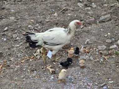 ІнкубацІйнІ яйця -  ХАЙСЕКС ВАЙТ