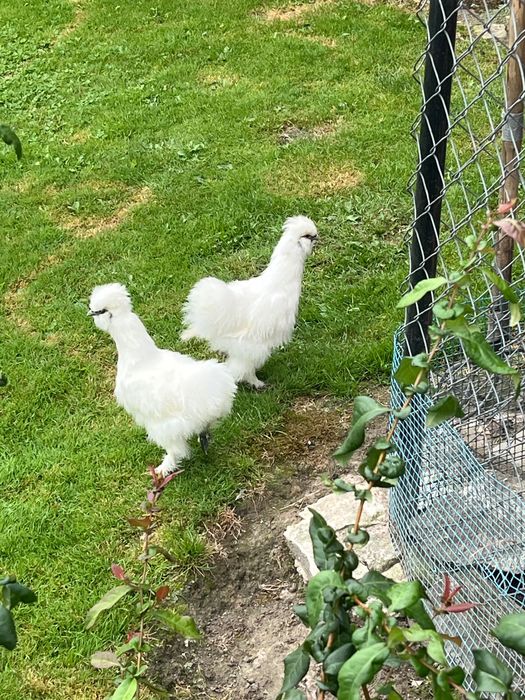 Kury, koguty Silki USA