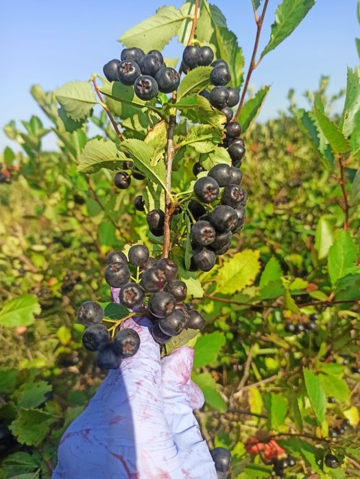 Naturalna Aronia. Ręczny zbiór. Wysyłka.