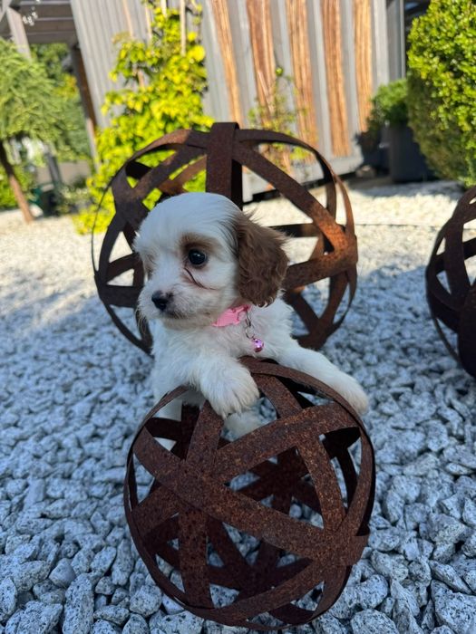 cavapoo szczeniak piesek wyjątkowe umaszczenie