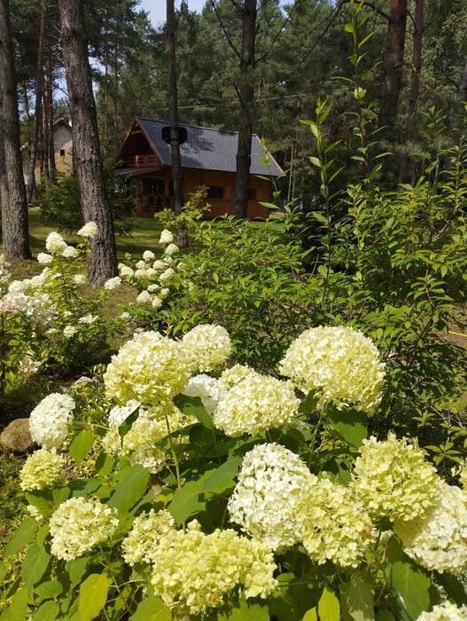 "Złap oddech" Domek do wynajęcia,w lesie,drewniany całoroczny.