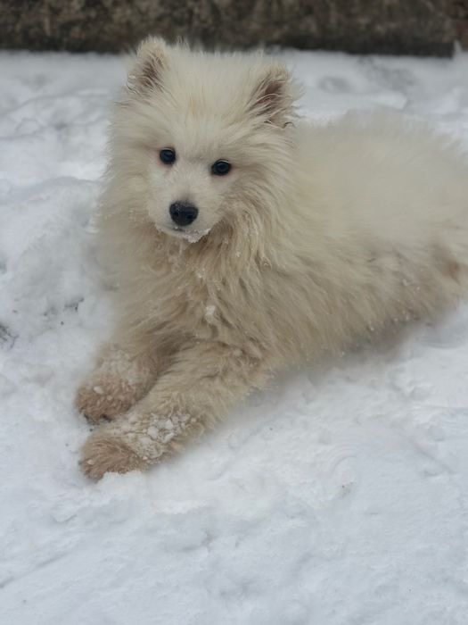 самоїдський собака