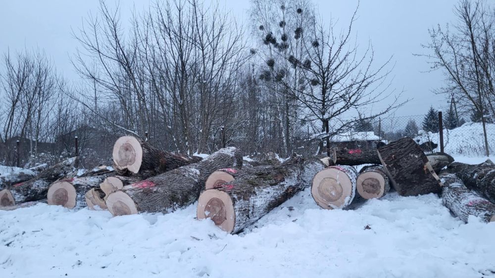 Sprzedam drewno opałowe klon jesionolistny