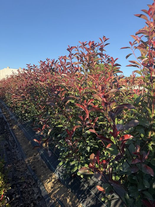 Photinias Red Robin