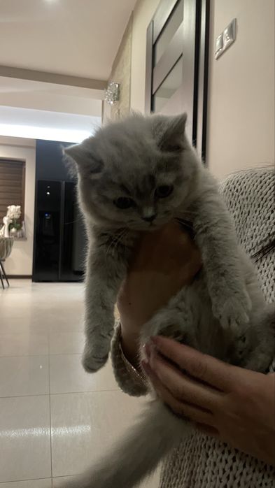 Kotki brytyjskie krótkowłose z rodowodem PZF/WCF