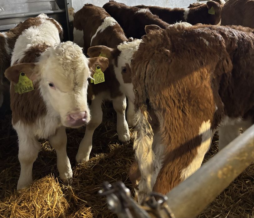 Sprzedam byki oraz jałówki