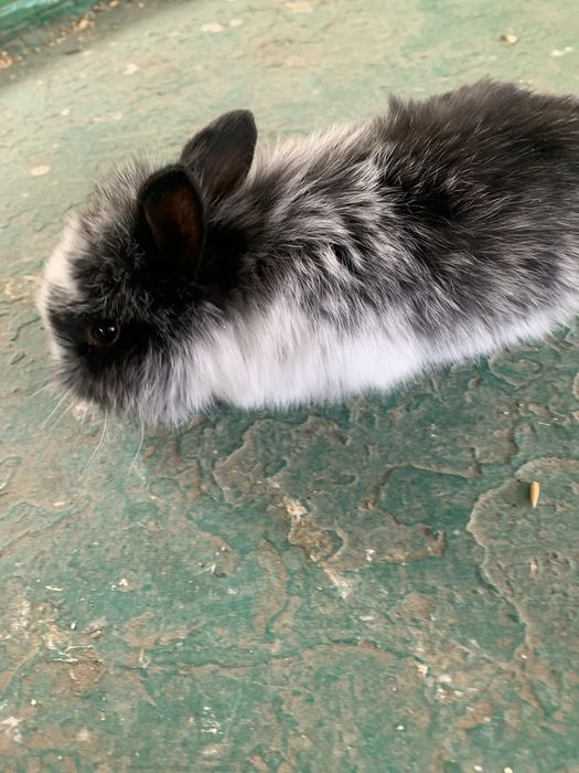 Продам і креативний кролик