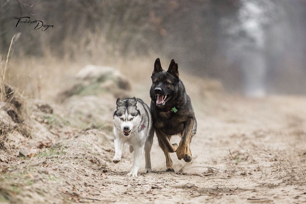 вязка; HD;ED зонарний кобель Німецька Вівчарка робочого розведення КСУ