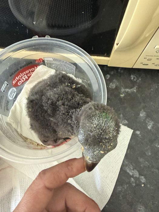 Disponíveis papagaio ecletus