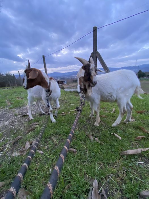 Cabras boer ( casal )