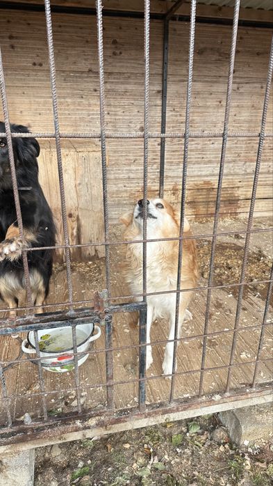 Риженька собачка стерилізована