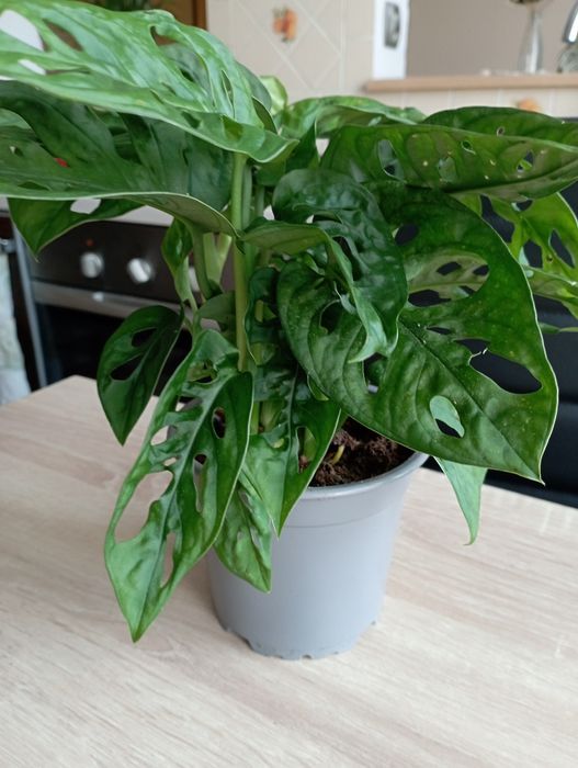 Monstera.  dziurawa