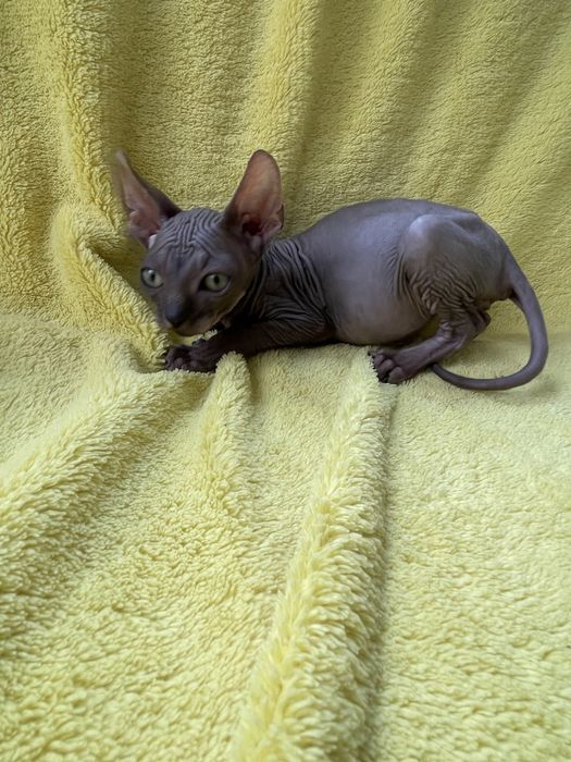 Пупс сфінкс Красунчик Рокі