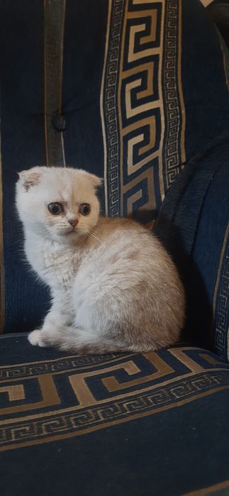 шотландские котята супер вислоушки
