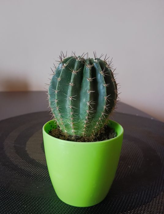 Кактус великий домашній