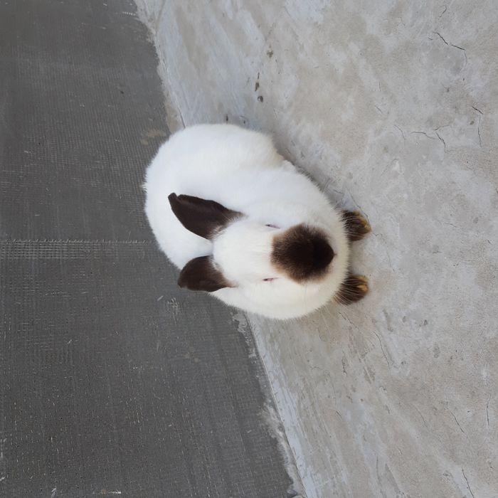 Продам самця каліфорнія, не на забой.