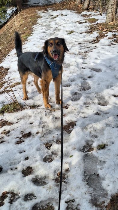 Pies do adopcji - super kompan na dlugie wycieczki