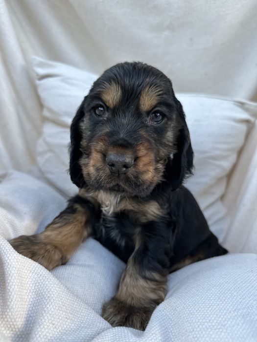 Cocker Spaniel Angielski szczeniaki