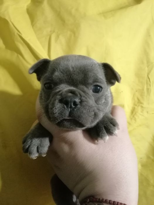 Чарівні французи розумні, та милі