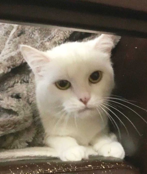 Білі котики в добрі руки