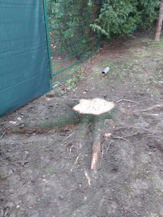 Wycinka drzew, frezowanie pni i karczowanie terenu!