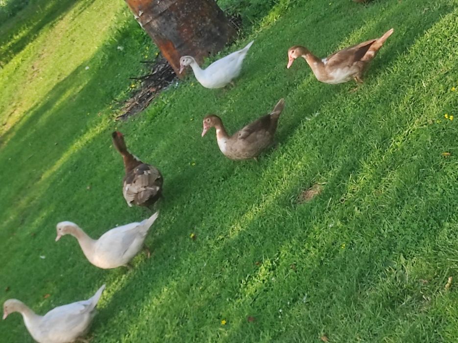 Kaczki pizmowe francuskie