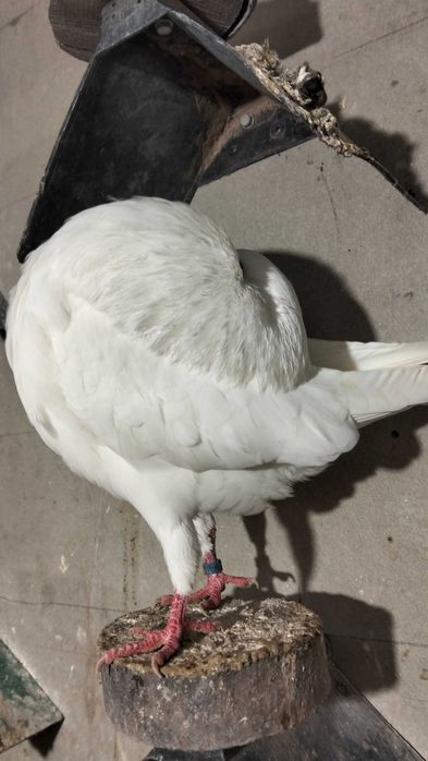 Garłacz amsterdamski samiec