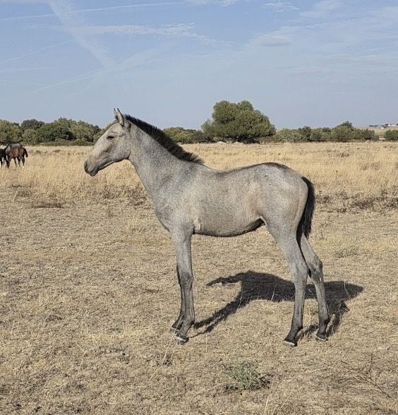 Poldros cruzados de Lusitano